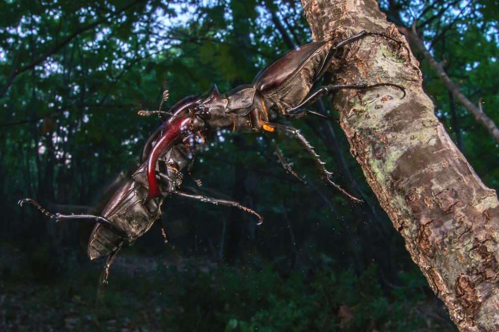 Some Photos: Insects