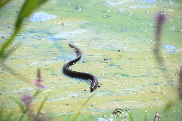 An eel is seen struggling on the surface of a blue-green algae bloom at Battery Harbour on August 18, 2025 in Cookstown, Northern Ireland. The eel fishing season on Lough Neagh has been cancelled due to the impact of blue-green algae blooms and related environmental changes. (Photo by Charles McQuillan/Getty Images)