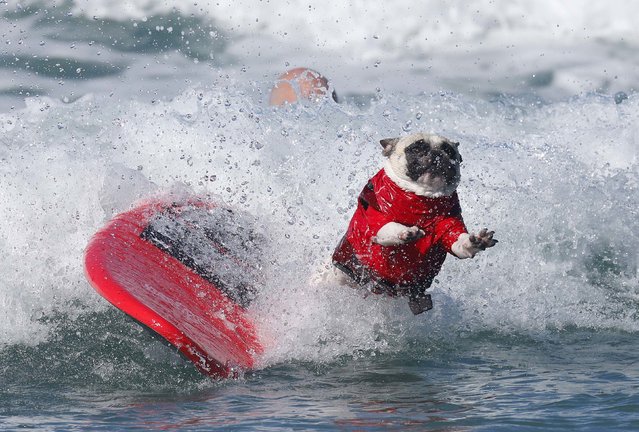 A French bulldog named Rocket takes part in the annual Surf Dog Surf-A-Thon in Del Mar, California, on Sunday, September 7, 2025. (Photo by K.C. Alfred/The San Diego Union-Tribune/Getty Images)