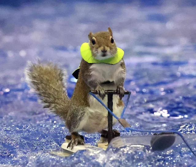 Twiggy the water-skiing squirrel delights visitors at the Orlando Boat Show at the Orange County Convention Center, Friday, March 17, 2023 in Orlando, Fla. There have been 12 Twiggys since the world-famous show began performing in 1979. Created and continuously operated by the Best family of Sanford for 44 years. (Photo by Joe Burbank/Orlando Sentinel via AP Photo)