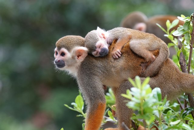 Squirrel monkeys enjoy leisure at the Leheledu Animal Theme Park on October 5, 2025 in Chongqing, China. (Photo by Wang Chengjie/VCG via Getty Images)