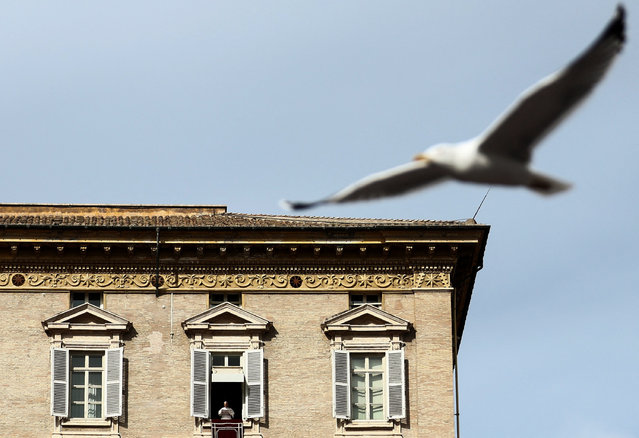 A bird flies by as Pope Leo XIV leads the Angelus prayer from the window of the Apostolic Palace at the Vatican, on October 26, 2025. (Photo by Yara Nardi/Reuters)
