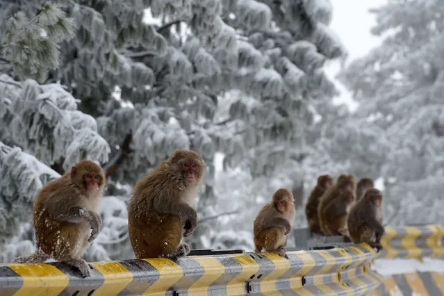 Monkeys sit along a street during a snowfall in Ayubia, some 75 km north of Islamabad, Pakistan on January 7, 2020. (Photo by Aamir Qureshi/AFP Photo)