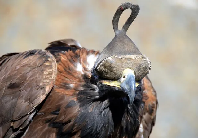 Eagles wear leather hoods unless they are hunting. (Photo by Brad Ruoho/The Star Tribune)