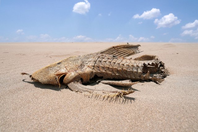 A fish carcass is seen on a sandbank that emerged in the middle of the Solimoes River in the Amazon Basin, which is suffering from the worst drought on record, near Manacapuru, Amazonas state, Brazil on September 20, 2024. (Photo by Jorge Silva/Reuters)