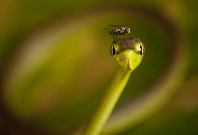 “Fly cap for a vine snake”. A fly lands on the head of a vine snake in the Choco of Colombia. (Photo and caption by Robin Moore/National Geographic Traveler Photo Contest)