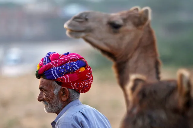 A trader sits next to his camel in Pushkar, in the desert state of Rajasthan, India, November 1, 2016. (Photo by Himanshu Sharma/Reuters)