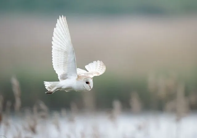 A Barn Owl flying in Ham Wall nature reserve, Somerset on Sunday, May 14, 2023. (Photo by James Manning/PA Images via Getty Images)