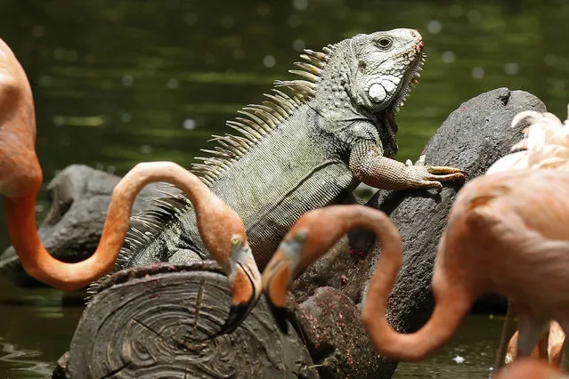 An iguana and red flamingos (Phoenicopterus ruber) in the Conservation Park, in Medellin, Colombia, 24 May 2023. The traditional park is dedicated to the protection of biodiversity and the conservation of native and endemic species. (Photo by Luis Eduardo Noriega A./EPA/EFE)