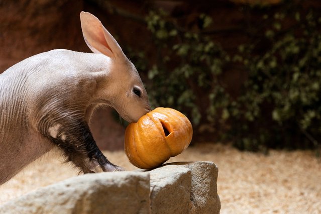 An aardvark named Draco eats a pumpkin as part of the upcoming “Halloween” at Prague Zoo, Prague, Czech Republic, on October 31, 2024. (Photo by Eva Korinkova/Reuters)