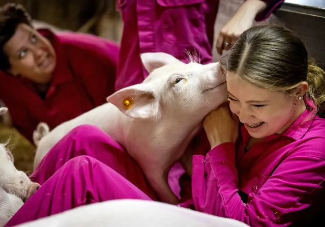 A girl cuddles with a piglet in the stable of organic company De Beukentuin in Hoogeloon, The Netherlands, 04 June 2023. Visitors to the farm can pet pigs up close. (Photo by Koen van Weel/EPA/EFE/Rex Features/Shutterstock)