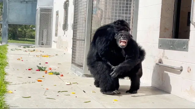 Vanilla the chimpanzee, caged for entire life, reacts after seeing the sky for the first time, at Save the Chimps sanctuary, in Fort Pierce, Florida, U.S., in this screengrab obtained from a social media video released in June, 2023. (Photo by Save the Chimps via Reuters)