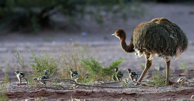 An ostrich and its young are seen at Talampaya National Park in Argentina's province of La Rioja, November 12, 2016. (Photo by Enrique Marcarian/Reuters)