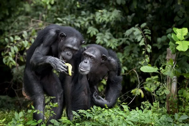 Chimpanzees eat fruit at the Liberia Chimpanzee Rescue Project headquarters in Charlesville, Liberia, November 19, 2015. (Photo by Malin Palm/Reuters)
