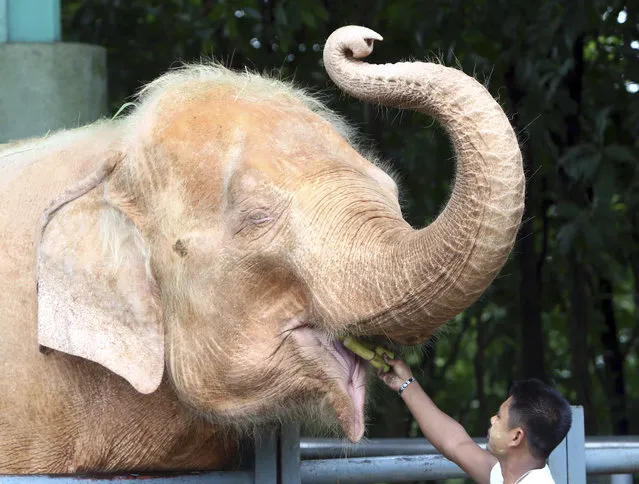 A mahout feeds a white elephant in the compound of Upatasanti Pagoda during the Full Moon day of Waso, the fourth month of Myanmar calendar, Friday, July 27, 2018, in Naypyitaw, Myanmar. The Full Moon Day of Waso is the beginning of four-month Rains Retreat for Buddhist monks. (Photo by Aung Shine Oo/AP Photo)