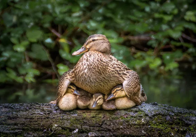 A duck takes her brood under her wing to shelter them from a rain storm and to keep them warm. The group of five ducklings and their mother were perched on a fallen tree trunk in Forest Farm, Cardiff, UK on July 31, 2018. (Photo by Georgina Harper/Solent News & Photo Agency)