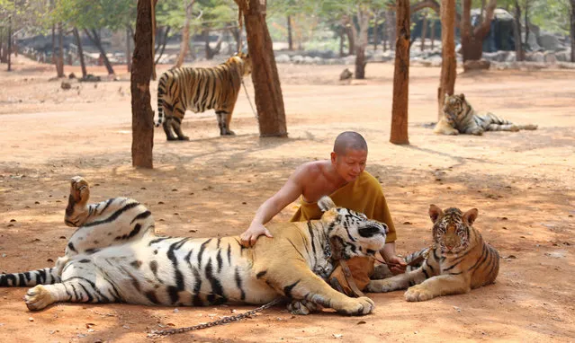 A Thai Buddhist monk plays with tigers at the Tiger Temple, in Saiyok district in Kanchanaburi province, west of Bangkok, Thursday, February 12, 2015. (Photo by Sakchai Lalit/AP Photo)