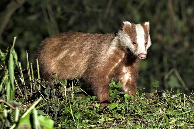 An erythristic badger was spotted at a farm in the second decade of July 2023 near New Quay in West Wales with gingery brown fur, due to a lack of black pigment in the fur through a genetic mutation. (Photo by Stephen Matthews/Picture Exclusive)