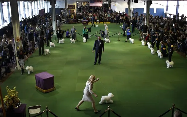 A handler runs a Bichon Frise during competition in the Non-Sporting Group at the 139th Westminster Kennel Club's Dog Show in the Manhattan borough of New York February 16, 2015. (Photo by Mike Segar/Reuters)