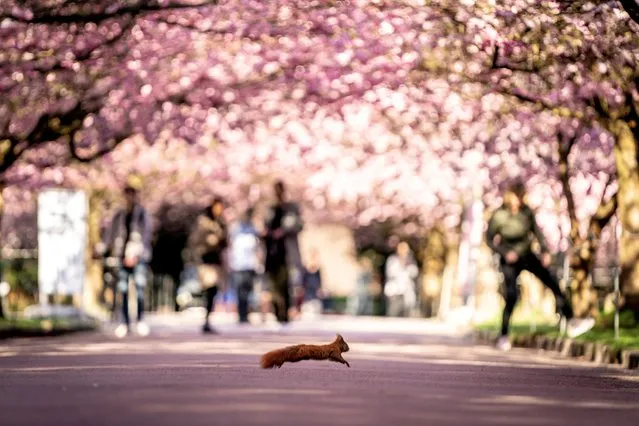 A squirrel crosses the Cherry Alley at Bispebjerg Cemetery in Copenhagen, Denmark on April 20, 2021. (Photo by Mads Claus Rasmussen/Ritzau Scanpix via Reuters)