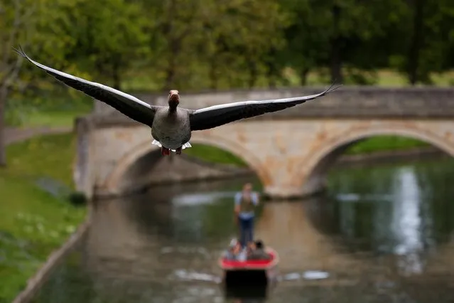 A goose flies over the river where people punt as coronavirus disease (COVID-19) restrictions are eased in Cambridge, Britain on May 12, 2021. (Photo by Andrew Couldridge/Reuters)