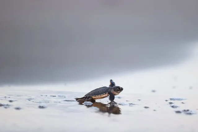 A baby green turtle reaches the sea on a beach at Akyatan Wildlife Improvement Area, which hosts caretta carettas and green sea turtles, after hatching in Karatas district of Adana, Turkiye on August 15, 2023. (Photo by Eren Bozkurt/Anadolu Agency via Getty Images)