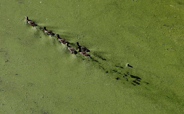 Ducks swim on an algae covered section of the River Soar in Leicester, Britain September 27, 2018. (Photo by Darren Staples/Reuters)