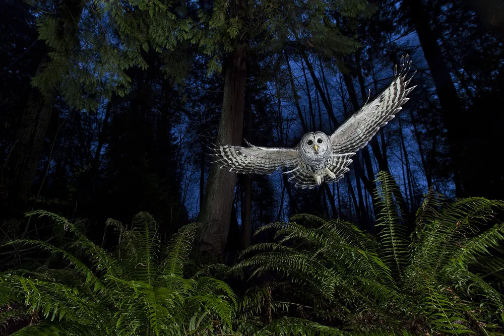 Winners of Wildlife Photographer of the Year 2013