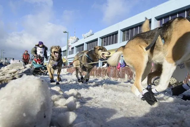 Bryan Bearss of Anchorage, with IditaRider Halley Knigge (seated) from  Tacoma, Washington,charges down 4th Avenue at the  2015 ceremonial start of the Iditarod Trail Sled Dog race in downtown Anchorage, Alaska March 7, 2015. The timed portion of the race, which typically lasts nine days or longer, begins on Monday in Fairbanks, about 300 miles (482 km) away. Traditionally held in Willow, the timed start was moved to Fairbanks this year to accommodate an alternate trail selected after race officials deemed sections of the traditional path unsafe. The third person (L) is unidentified.    REUTERS/Mark Meyer  (UNITED STATES - Tags: SPORT ANIMALS SOCIETY)S SOCIETY)