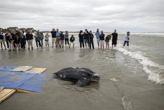 Turtle volunteers look on as staff with the South Carolina Aquarium, the Sea Turtle Rescue Program and South Carolina Department of Natural Resources, release a leatherback turtle in Isle of Palms, South Carolina March 12, 2015. (Photo by Randall Hill/Reuters)