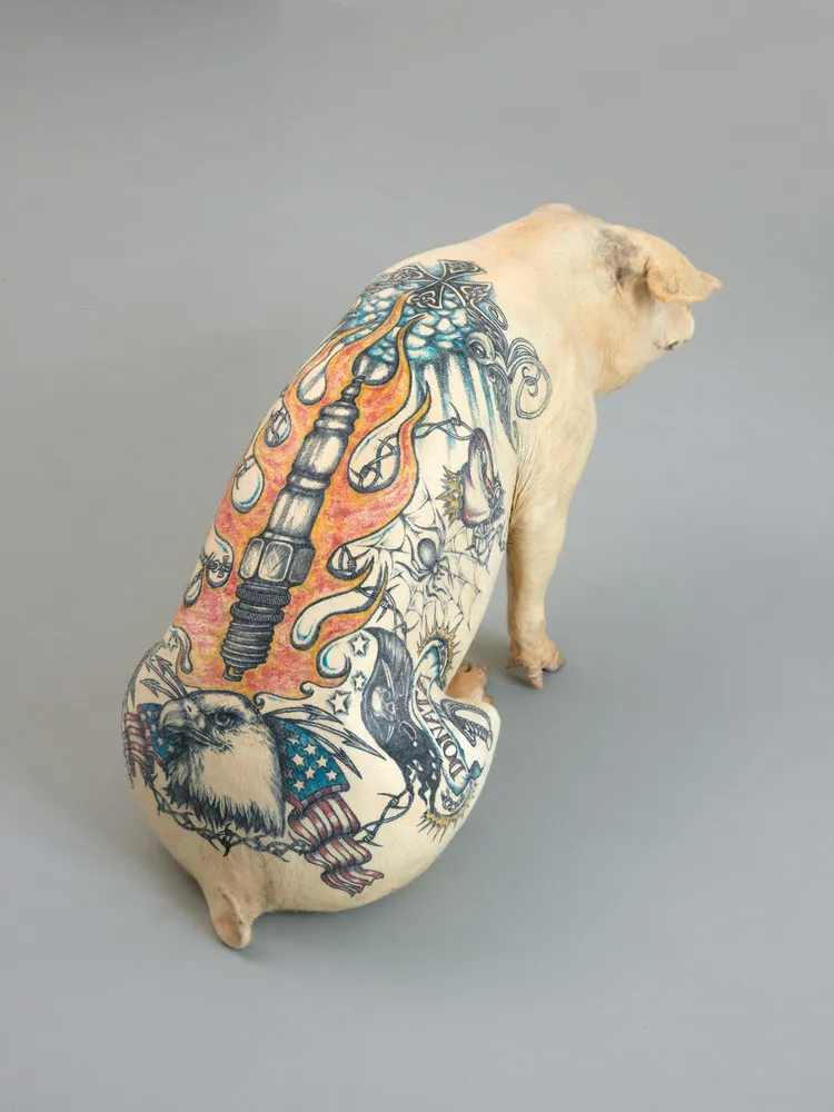 Tattooing Pigs by Wim Delvoye 