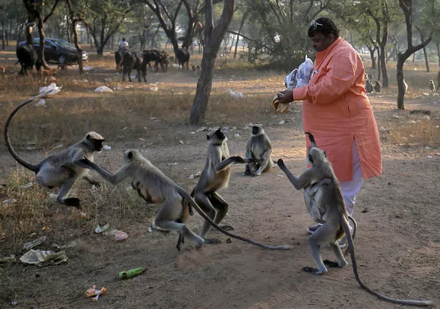 Swapnil Soni, a jeweller, feeds chapati (Indian bread) to langurs in a park on the outskirts of Ahmedabad, India on November 12, 2018. Soni claims he feeds around 1700 chapatis every week to over 500 langurs whom he calls his family, for the last nine years. (Photo by Amit Dave/Reuters)