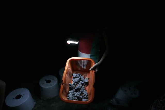 A volunteer holds a basket with Olive Ridley turtle hatchlings (Lepidochelys olivacea) at the turtle camp La Gloria in Tomatlan November 15, 2013. (Photo by Alejandro Acosta/Reuters)
