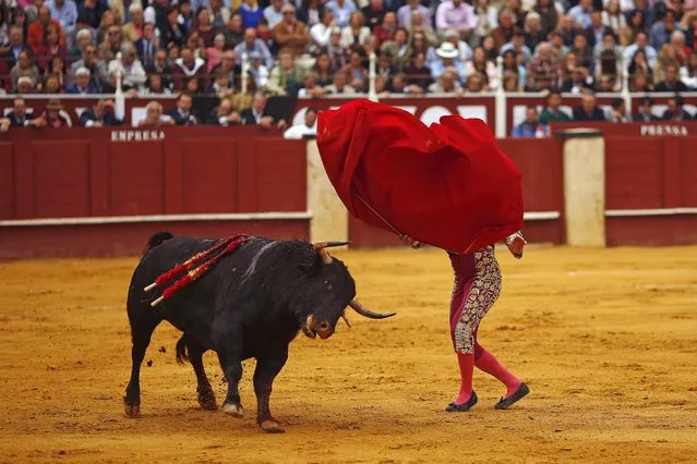 Spanish bullfighter Morante de la Puebla performs a pass to a bull during a bullfight at the Malagueta bullring in Malaga, southern Spain, April 4, 2015. (Photo by Jon Nazca/Reuters)