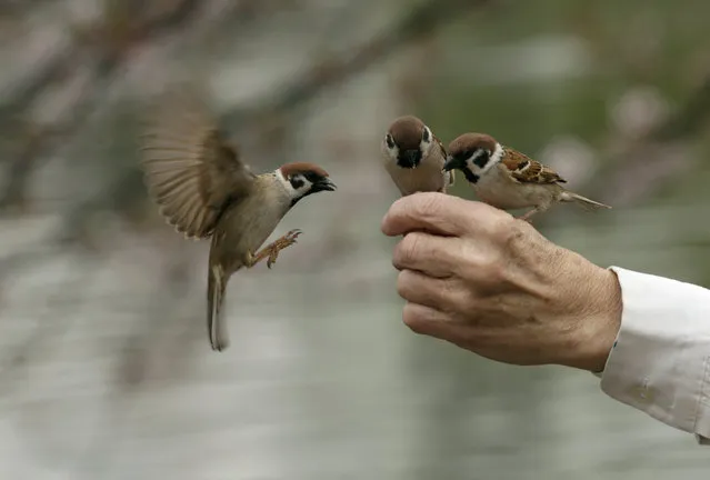 With wings fluttering, a sparrow flies in to join two others are are feeding from the hand of a man at Ueno Park in central Tokyo, Japan, April 6, 2015. Tokyo's highest temperature rose to 22.9 degrees in centigrade, 5.7 degrees higher than average year, almost same as usual mid-May. (Photo by Kimimasa Mayama/EPA)