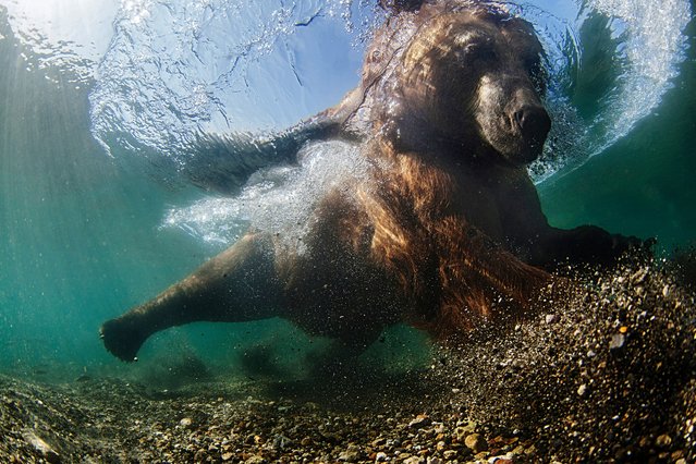 Wide-angle category winner. Underwater fisherman by Mike Korostelev (Russia). Location: Kuril Lake, Russia. “Cages are more commonly associated with photographing sharks, but I constructed a cage to keep me safe as I captured the fishing behaviour of the bear. I waited many hours in the cold water for the bear to come close enough. The bear’s strategy is to start by sitting down, putting his head under the water and looking for fish. Once the fish start to ignore him, he creeps closer before making his crucial lunge to snare a large salmon in his paws, or teeth”. (Photo by Mike Korostelev/Underwater Photographer of the Year 2016)