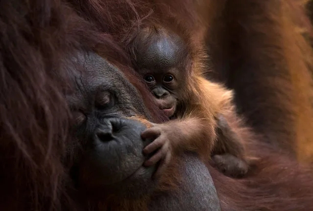 A Bornean orangutan called Suli holds its newborn baby at their enclosure at the Bioparc zoological park in Fuengirola on August 12, 2021. (Photo by Jorge Guerrero/AFP Photo)