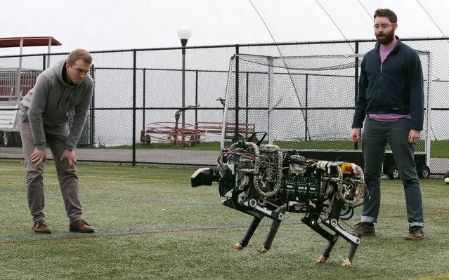 In this October 24, 2014 photo, researchers Randall Briggs, left, and Will Bosworth monitor a robotic cheetah during a test run on an athletic field at the Massachusetts Institute of Technology in Cambridge, Mass. MIT scientists said the robot, modeled after the fastest land animal, may have real-world applications, including for prosthetic legs. (Photo by Charles Krupa/AP Photo)