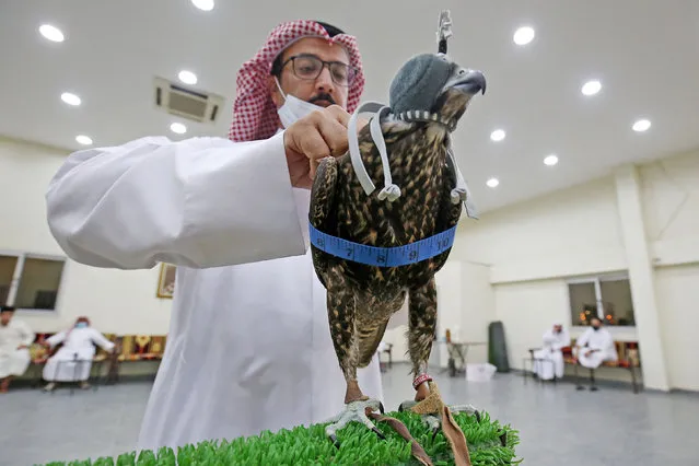 A Kuwaiti inspects a falcon during an auction, held for the first time since the COVID-19 outbreak, in Kuwait City on September 14, 2021. (Photo by Yasser Al-Zayyat/AFP Photo)