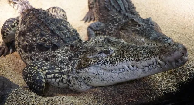 Two adult Cuban crocodiles rest inside their enclosure at the Skansen zoo and aquarium in Stockholm, Wednesday April 15, 2015. Zoo director Jonas Wahlstrom says they were originally given as a gift from Fidel Castro to a Soviet cosmonaut four decades ago. (Photo by David Keyton/AP Photo)
