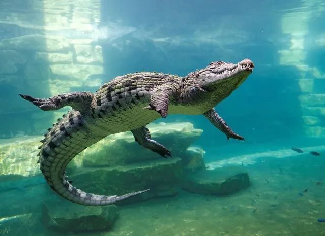 A crocodile dives behind the glass of an aquarium at the Dubai Crocodile Park in Dubai, United Arab Emirates on May 25, 2023. Dubai Crocodile park, a 20,000 sq meters indoor and outdoor facility, home to 250 Nile crocodiles from South Africa and Tunisia, introducing visitors to the world of crocs. (Photo by Rula Rouhana/Reuters)