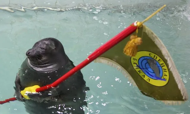 A seal holds a flag during a show marking the 70th anniversary of the end of World War Two, at an aquatic park in the Siberian city of Irkutsk, Russia, May 9, 2015. (Photo by Evgeny Kozyrev/Reuters)