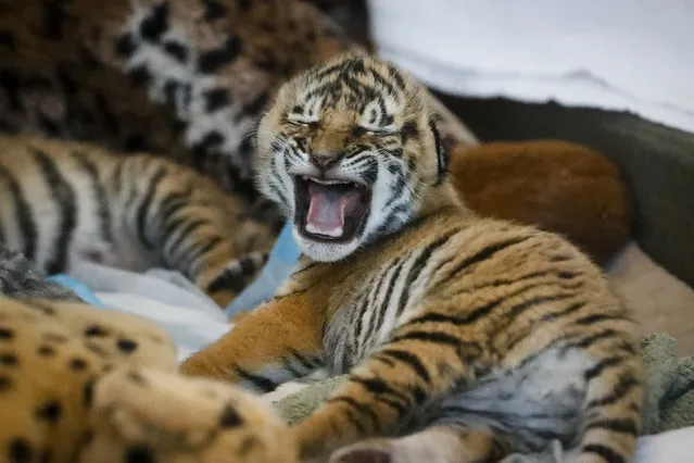 Newborn Malaysian tiger cubs rest in their nursery before they are fed at the Cincinnati Zoo & Botanical Gardens, Monday, February 13, 2017, in Cincinnati. Three cubs were born on Feb. 3 to 3-year-old Cinta, a first-time mother, in the zoo's captive breeding program. Zookeepers decided to intervene when Cinta failed to display her maternal instincts. “It's not uncommon for first-time tiger moms not to know what to do. They can be aggressive and even harm or kill the cubs”, said Mike Dulaney, curator of mammals and vice coordinator of the Malayan Tiger Species Survival Plan (SSP). “Nursery staff is keeping them warm and feeding them every three hours”. (Photo by John Minchillo/AP Photo)
