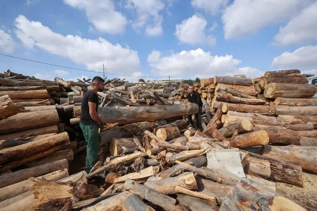 Palestinian lumberjacks cut logs into firewood to sell during the winter season, at a worksite in Halhul village, north of Hebron city in the occupied West Bank, on November 22, 2021. (Photo by Hazem Bader/AFP Photo)