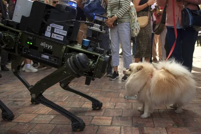 A dog looks at a police robot, the first one in Spain, during a test carried out by the city's local police in a street of Malaga, on March 19, 2024. (Photo by Jorge Guerrero/AFP Photo) 