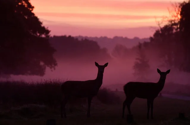 Two female deer are silhouetted before sunrise during the annual rutting season in Richmond Park, London, Britain, October 18, 2021. (Photo by Toby Melville/Reuters)
