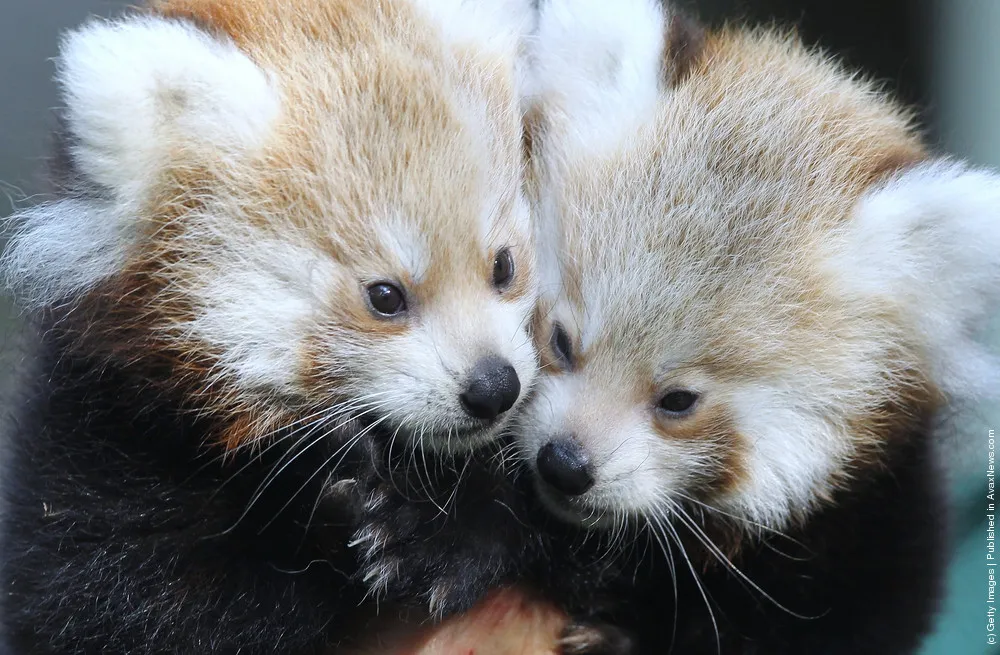 Tierpark Zoo Presents Twin Baby Red Pandas