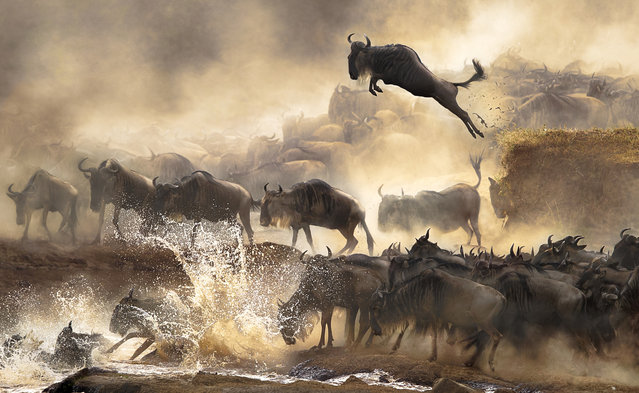 “In July each year, this heart-pounding scene of wildebeests migration repeats itself in Kenya savanna. It's wildlife's most dramatic moment!” (Photo and caption by Cheung Lai San/2014 Sony World Photography Awards)