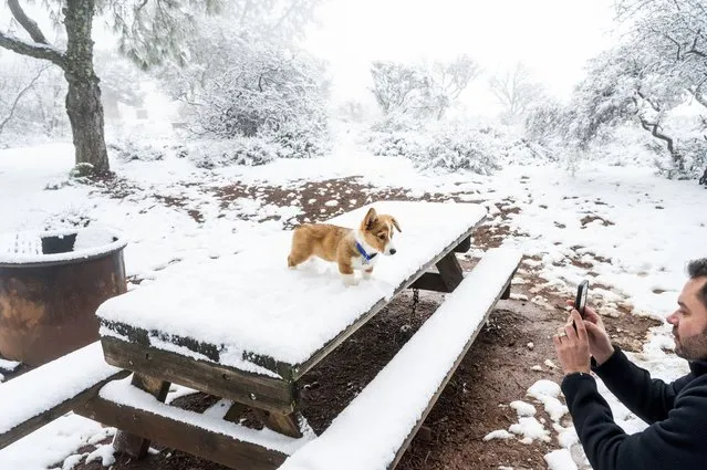 Jason Bleier photographs his dog Sir, a 13-week-old Pembroke Welsh Corgi, during their walk in the snow, at Mt. Diablo State Park near Walnut Creek, Calif., April 5, 2024. (Photo by Noah Berger/AP Photo)