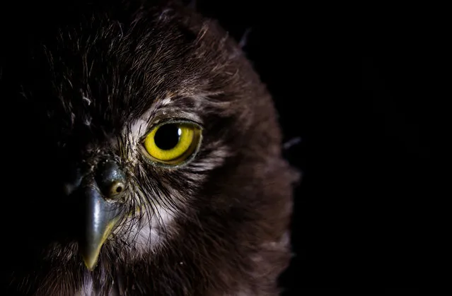 Northern potoo by Jorge Figueroa, 24, from Mexico. (Photo by Jorge Figueroa/WWD2017)
